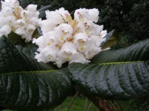 R. protistum. Collected in the wild, North Vietnam