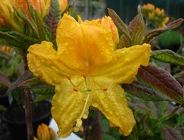 Azalea Melford Lemon