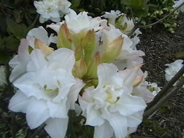 Azalea Pavlova