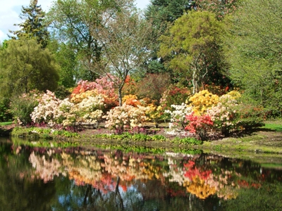 Azaleas beside the Reflecting Pond